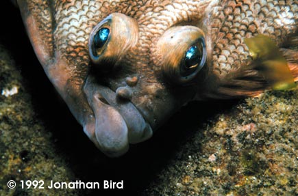 Winter Flounder [Pseudopleuronectes americanus]